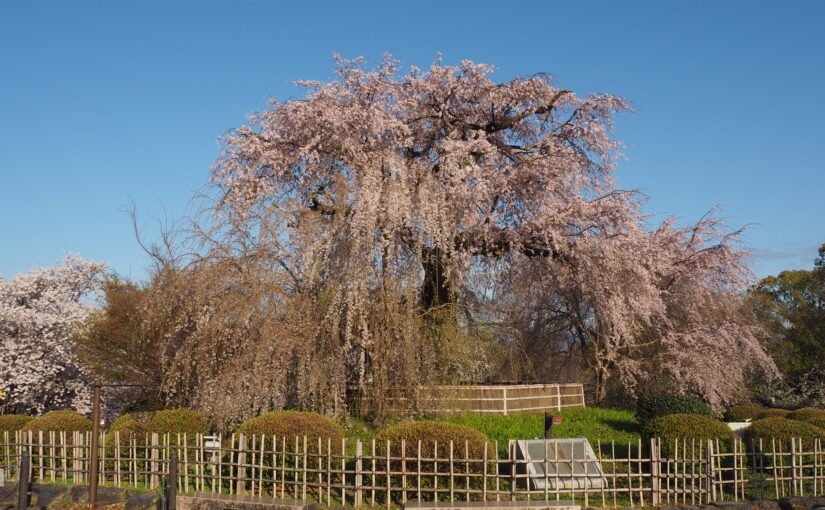 動画「京都の桜」を公開しました